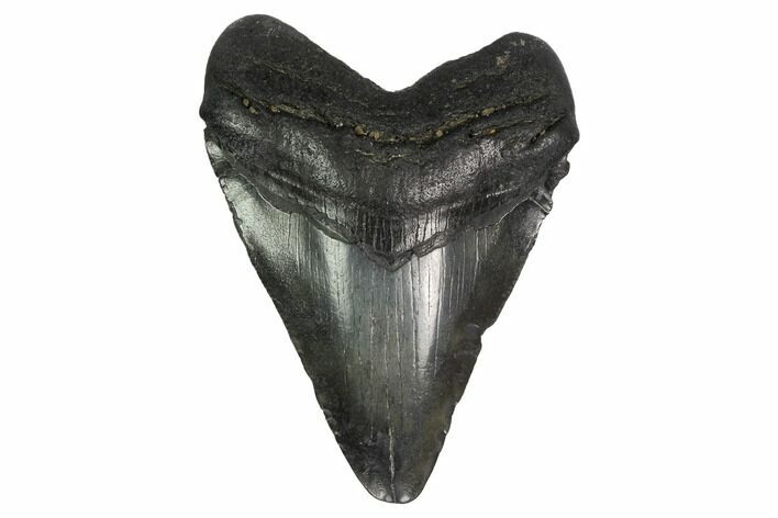 Juvenile Megalodon Tooth - South Carolina #164947